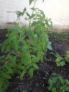 Week 6- Tomato Plant